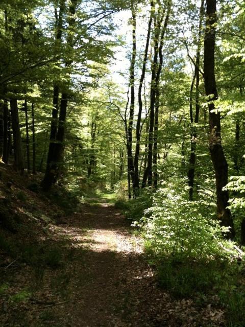 Chalet Les Ecureuils Saint-Nabord Dış mekan fotoğraf